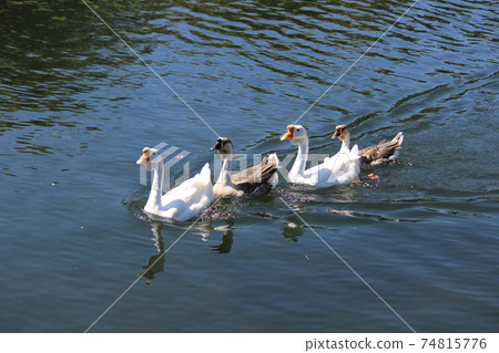 Duck parents and children are swimming in the pond 74815776