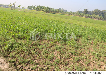 green field view with sky and nature green field view with sky and nature 74816029