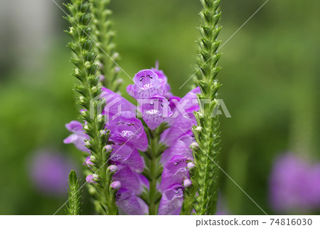 Toranoo(老虎尾巴)的紫色花朵幽默有趣 Toranoo(老虎尾巴)的紫色花朵幽默有趣 74816030