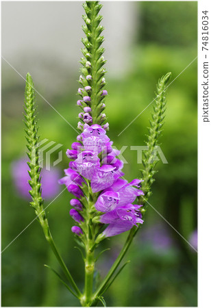 The purple flowers of Toranoo (tiger tail) are humorous and fun The purple flowers of Toranoo (tiger tail) are humorous and fun 74816034