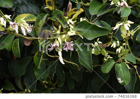 Mube (Ikuko) flowers and fruits Mube (Ikuko) flowers and fruits 74816168