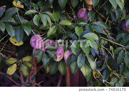 Mube (Ikuko) flowers and fruits 74816170