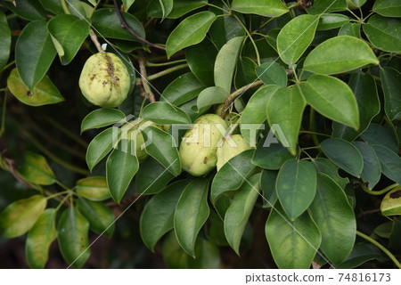 ube(Ikuko)鮮花和水果 ube(Ikuko)鮮花和水果 74816173
