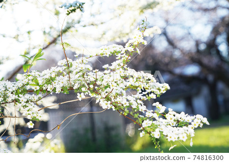繡線 74816300