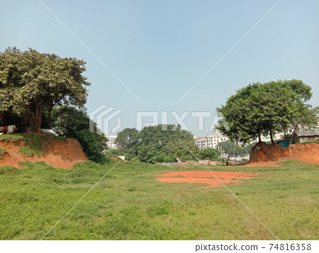 green tree plant with nature and sky green tree plant with nature and sky 74816358