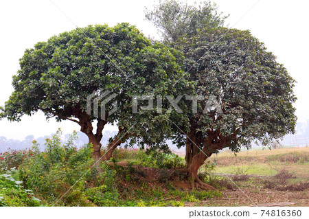 green tree plant with nature and sky 74816360