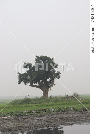 green tree plant with nature and sky 74816364