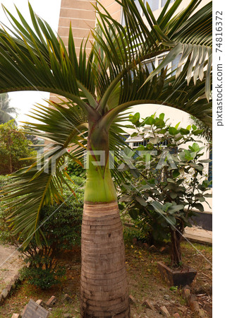 green tree plant with nature and sky 74816372