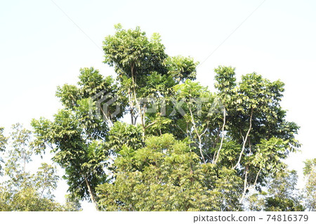 green tree plant with nature and sky green tree plant with nature and sky 74816379