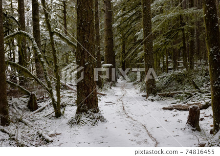 Beautiful Hiking Trail in the Forest 74816455