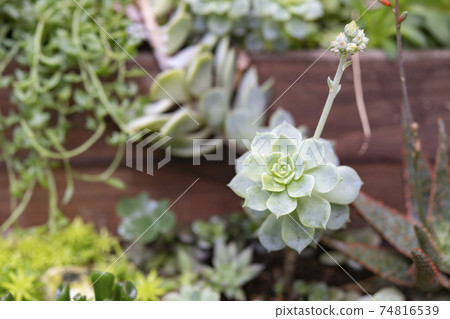 Planting succulent plants 74816539
