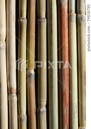日本蒲葦的背景材料（莖） 74816795