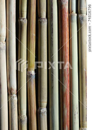 日本蒲葦的背景材料(莖) 日本蒲葦的背景材料(莖) 74816796