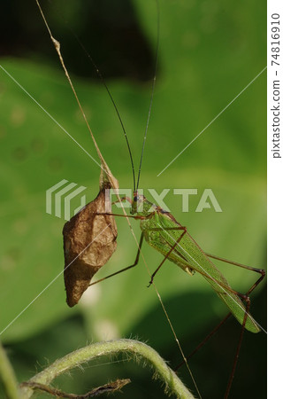 Egg sac of Phaneroptera niger and Otorinofundamashi Egg sac of Phaneroptera niger and Otorinofundamashi 74816910