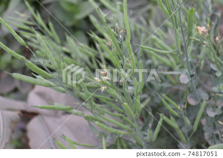 ripe and raw mustard on firm ripe and raw mustard on firm 74817051