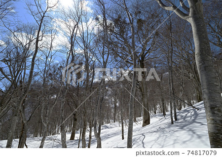 Mt. Nabekura in winter Snow, beech forest and blue sky Mt. Nabekura in winter Snow, beech forest and blue sky 74817079