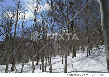 Mt. Nabekura in winter Snow, beech forest and blue sky 74817080