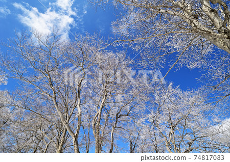 Mt. Nabekura in winter Snow, beech forest and blue sky 74817083