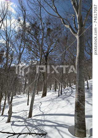 Mt. Nabekura in winter Snow, beech forest and blue sky 74817087