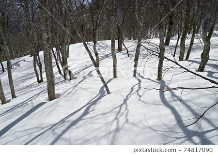 Winter Nabekurayama snow and beech forest 74817090