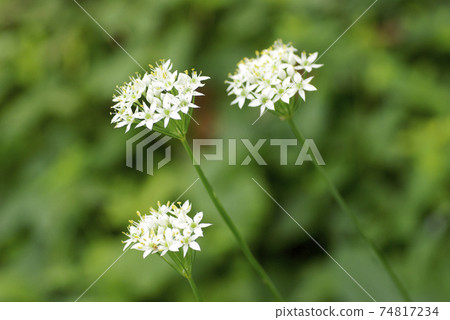 White florets of Chinese chive are neat and cute 74817234