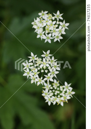 White florets of Chinese chive are neat and cute White florets of Chinese chive are neat and cute 74817235