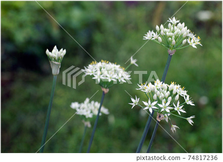 白韭菜小花整潔可愛 74817236