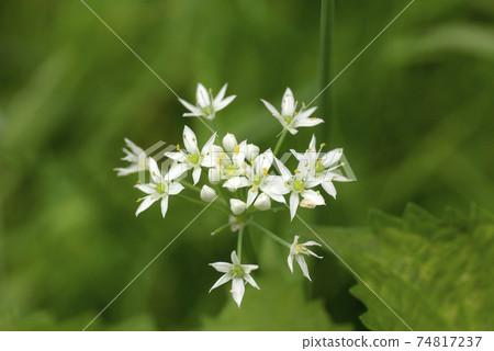 白韭菜小花整潔可愛 白韭菜小花整潔可愛 74817237