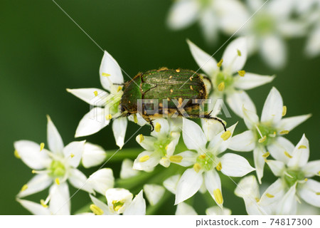 吃在中國細香蔥的白色小花上的金龜子甲蟲(金蟲) 吃在中國細香蔥的白色小花上的金龜子甲蟲(金蟲) 74817300