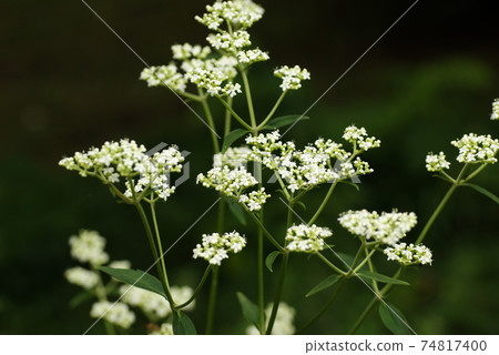 敗醬草的白花束很強 74817400