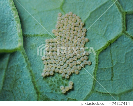 十字花科害蟲小菜蛾蛋 74817414
