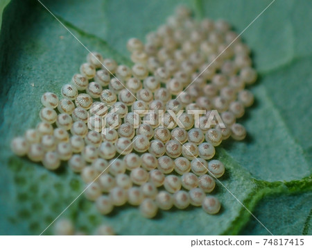Cruciferous pest diamondback moth egg Cruciferous pest diamondback moth egg 74817415