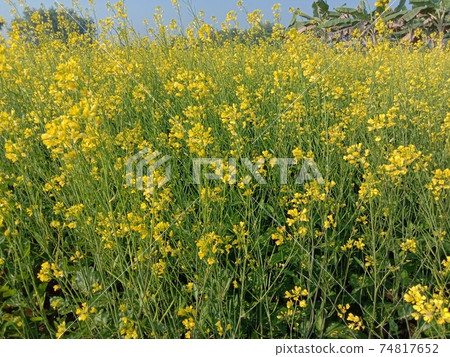 mustard flower closeup on firm for harvest mustard flower closeup on firm for harvest 74817652