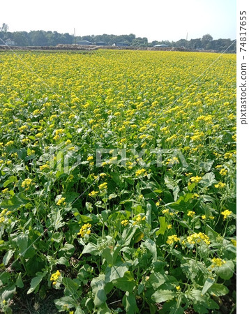 mustard flower closeup on firm for harvest mustard flower closeup on firm for harvest 74817655