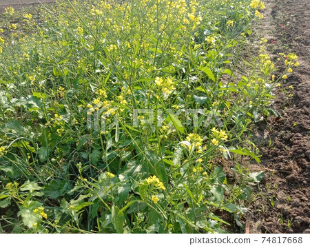 mustard flower closeup on firm for harvest mustard flower closeup on firm for harvest 74817668