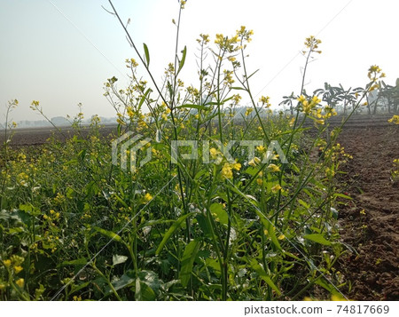 mustard flower closeup on firm for harvest 74817669