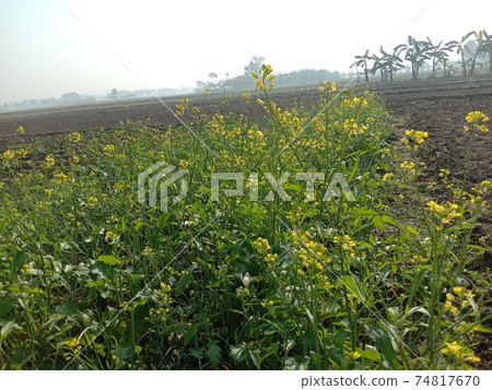 mustard flower closeup on firm for harvest mustard flower closeup on firm for harvest 74817670