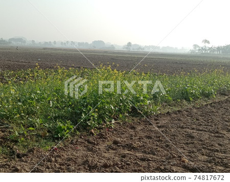 mustard flower closeup on firm for harvest mustard flower closeup on firm for harvest 74817672