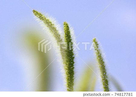 The ears of green foxtail (Setaria viridis, Nekojarashi) are like brushes and are very interesting. The ears of green foxtail (Setaria viridis, Nekojarashi) are like brushes and are very interesting. 74817781