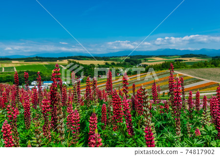 Lupine blooming in Biei 74817902