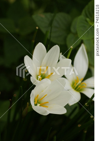 The white florets of the autumn zephyrlily (rain lily) are elegant and beautiful The white florets of the autumn zephyrlily (rain lily) are elegant and beautiful 74818218
