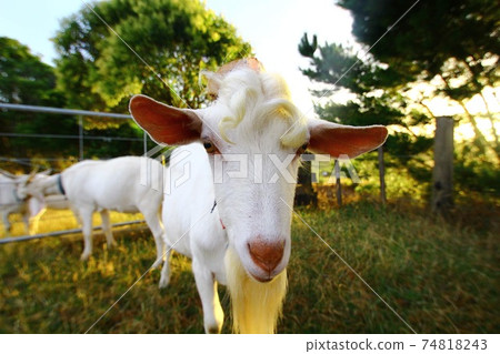 New Zealand goat 74818243