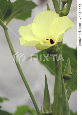 The soft cream-colored flowers of okra are very easy on the eyes The soft cream-colored flowers of okra are very easy on the eyes 74818333