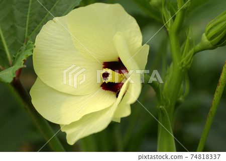 The soft cream-colored flowers of okra are very easy on the eyes The soft cream-colored flowers of okra are very easy on the eyes 74818337