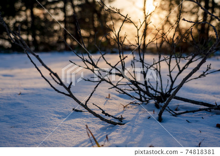 Broken branches illuminated by the setting sun in the snow Broken branches illuminated by the setting sun in the snow 74818381