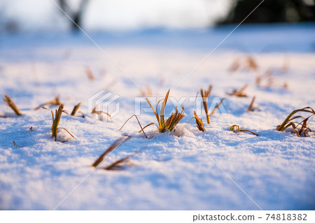 Weeds coming out of the snow Weeds coming out of the snow 74818382