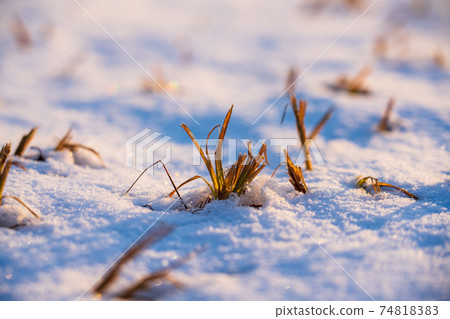 Weeds coming out of the snow Weeds coming out of the snow 74818383