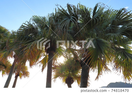 Billow tree and Asahi Billow tree and Asahi 74818470