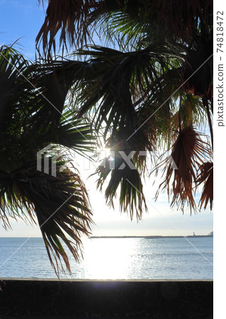 Billow tree, sea and morning sun Billow tree, sea and morning sun 74818472