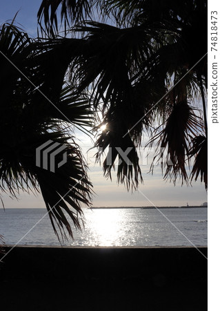 Billow tree, sea and morning sun 74818473
